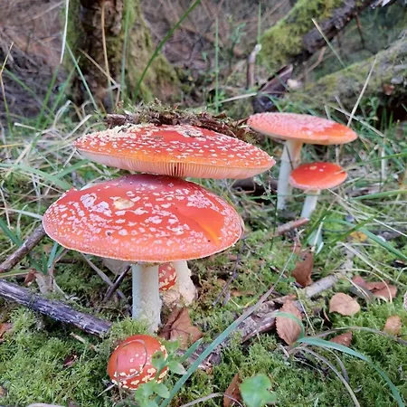 Apartmán Zum Hohen Venn Roetgen