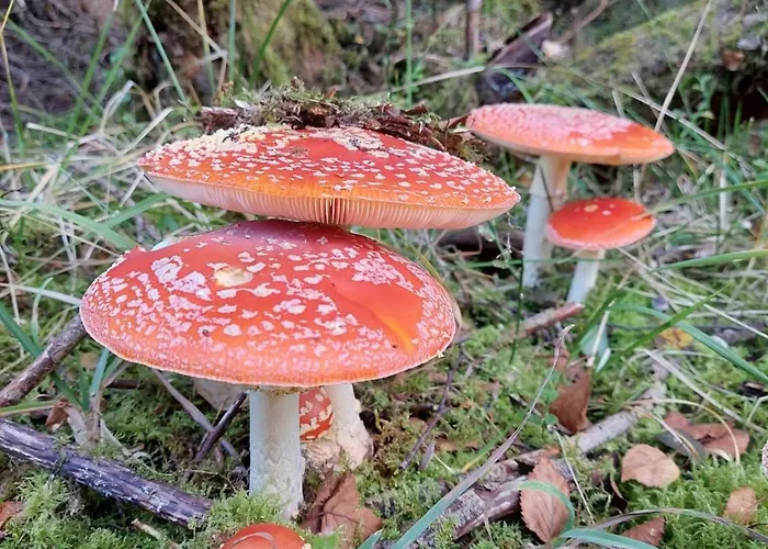 Daire Zum Hohen Venn Roetgen